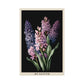 Hyacinth Poster | S01