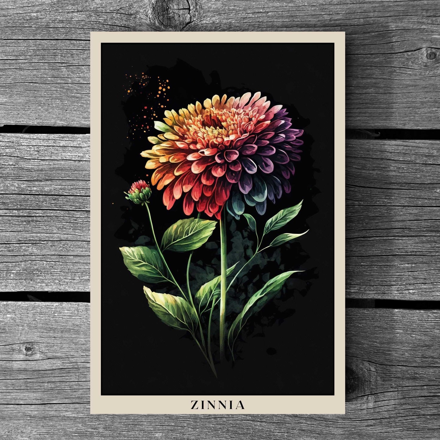 Zinnia Poster | S01