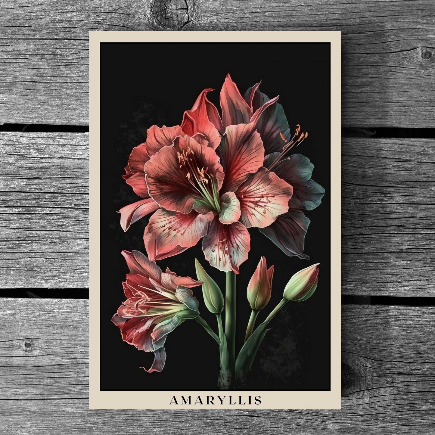 Amaryllis Poster | S01